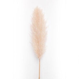 Decorazione Stelo Pampas Color Avorio h160 Cm Mercury 74205