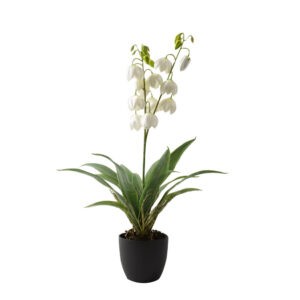 Pianta Campanule in Vaso H73Cm Mercury 58518