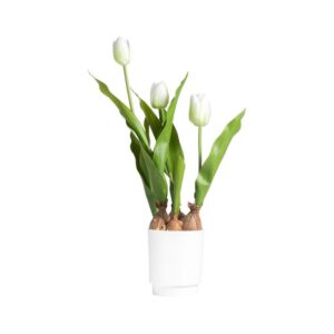Tulipano Bianco in Vaso 9.5 x 9.5 x 45 Cm 3 Fiori Mercury