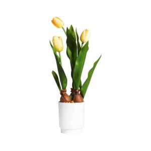 Tulipano Giallo in Vaso 9.5 x 9.5 x 45 Cm 3 Fiori Mercury