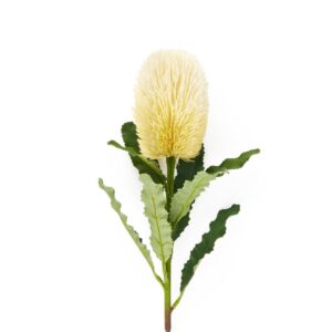 BANKSIA BIANCA IN PLASTICA E POLIESTERE H.65CM